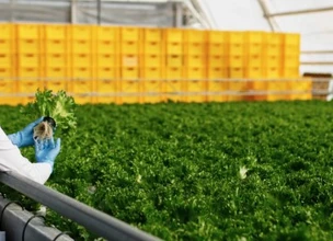 ¿Qué debo estudiar para ser técnico de calidad alimentaria?
